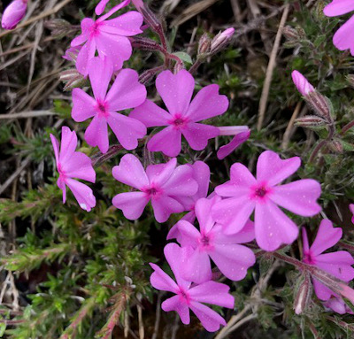 Phlox douglasii 'Dark Beauty'